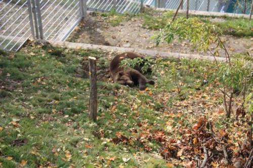 В бернском зоопарке мужчину задрал медведь