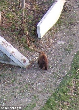 В бернском зоопарке мужчину задрал медведь