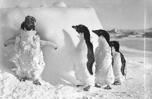 Самые яркие снимки Антарктиды, сделанные почти 100 лет назад