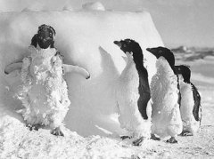 Самые яркие снимки Антарктиды, сделанные почти 100 лет назад