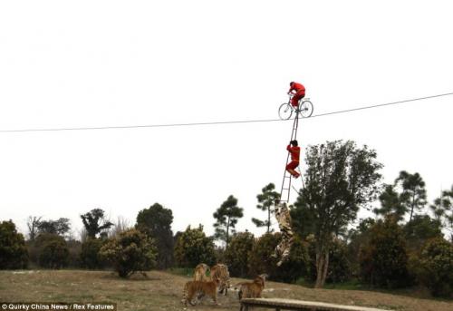 3-летняя девочка прошла по канату над вольером голодных тигров
