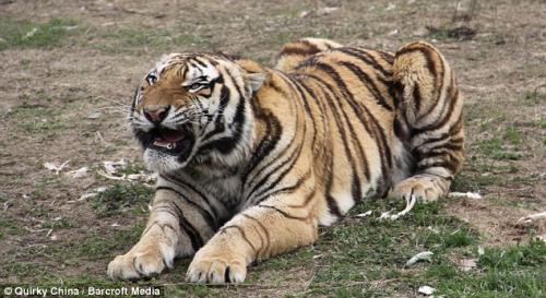 3-летняя девочка прошла по канату над вольером голодных тигров