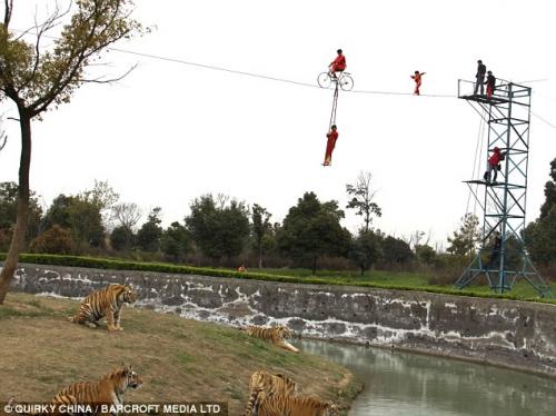 3-летняя девочка прошла по канату над вольером голодных тигров