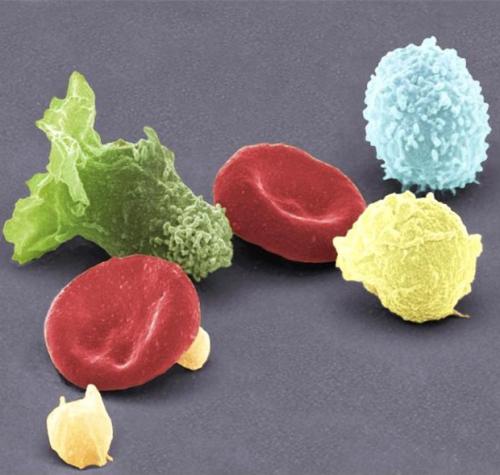 Человеческое тело под микроскопом