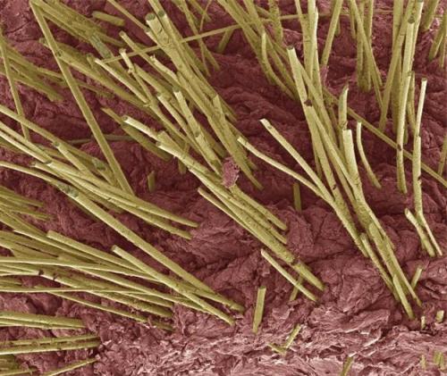 Человеческое тело под микроскопом