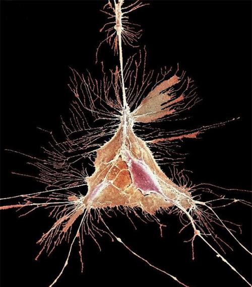 Человеческое тело под микроскопом
