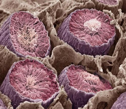 Человеческое тело под микроскопом