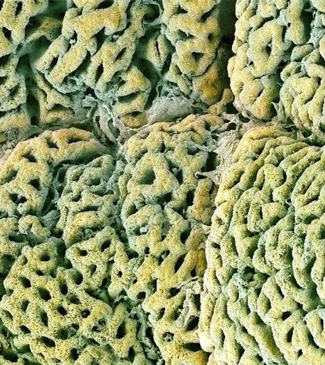 Человеческое тело под микроскопом