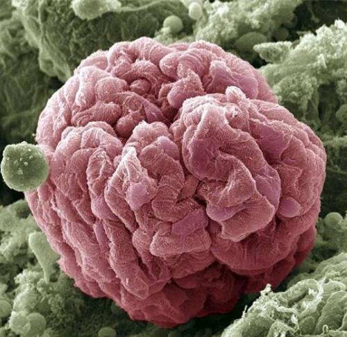 Человеческое тело под микроскопом