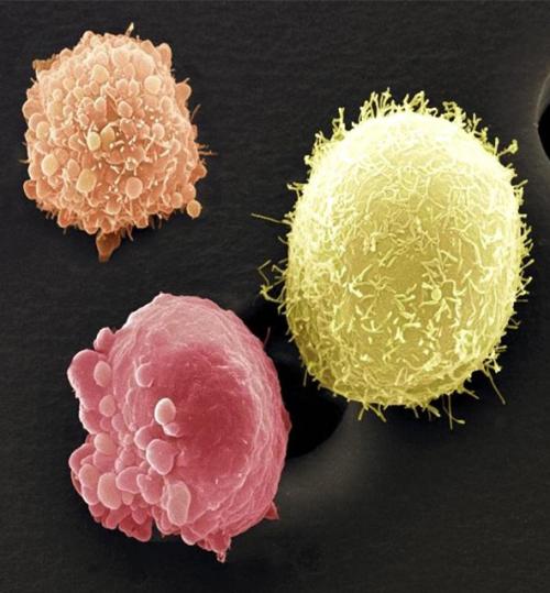 Человеческое тело под микроскопом