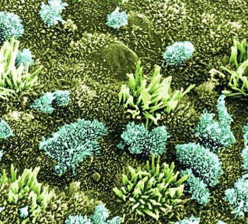 Человеческое тело под микроскопом