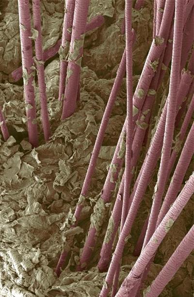 Человеческое тело под микроскопом
