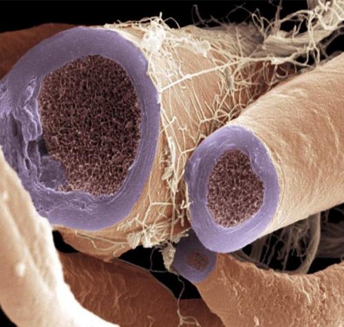 Человеческое тело под микроскопом