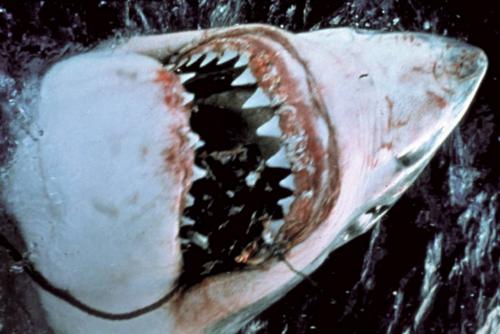 Топ-10 культовых фильмов ужасов