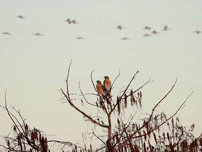 Победители ежегодного фотоконкурса Focus on Nature