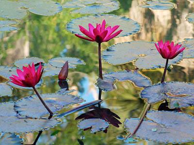 Победители ежегодного фотоконкурса Focus on Nature