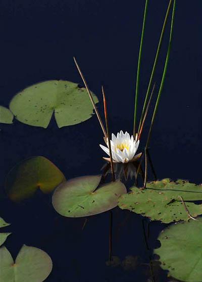 Победители ежегодного фотоконкурса Focus on Nature