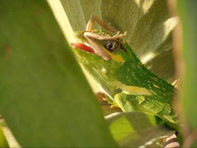 Победители ежегодного фотоконкурса Focus on Nature