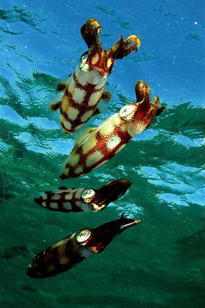 Победители ежегодного фотоконкурса Focus on Nature