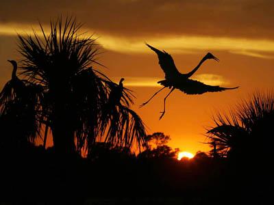 Победители ежегодного фотоконкурса Focus on Nature