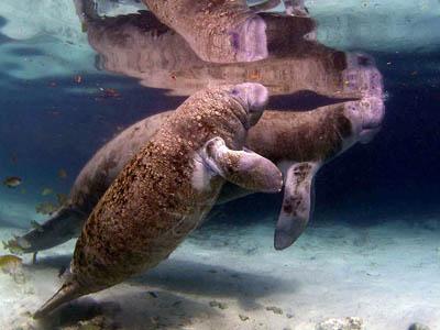 Победители ежегодного фотоконкурса Focus on Nature