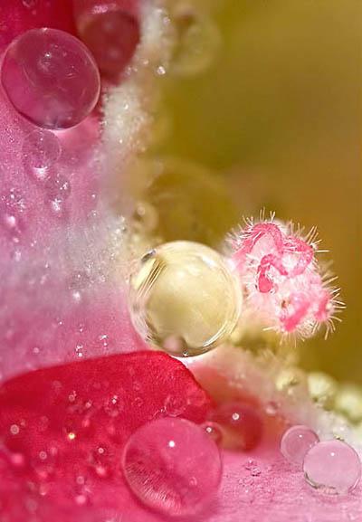 Победители ежегодного фотоконкурса Focus on Nature