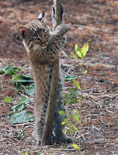 Победители ежегодного фотоконкурса Focus on Nature