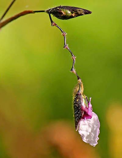 Победители ежегодного фотоконкурса Focus on Nature
