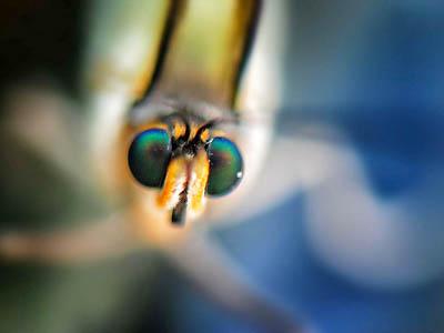 Победители ежегодного фотоконкурса Focus on Nature