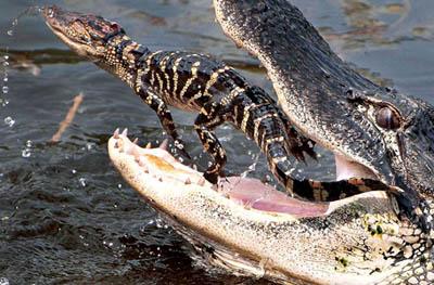 Победители ежегодного фотоконкурса Focus on Nature