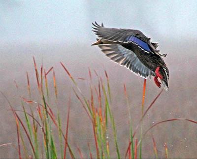 Победители ежегодного фотоконкурса Focus on Nature