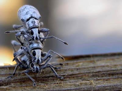 Победители ежегодного фотоконкурса Focus on Nature