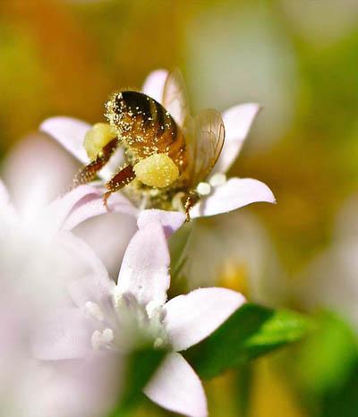 Победители ежегодного фотоконкурса Focus on Nature