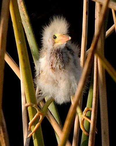 Победители ежегодного фотоконкурса Focus on Nature