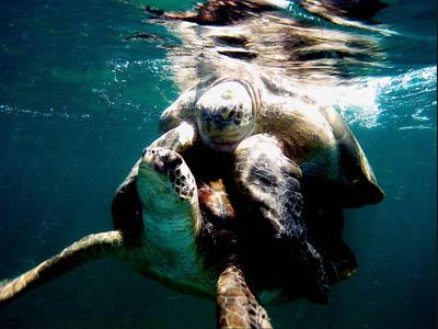 Победители ежегодного фотоконкурса Focus on Nature