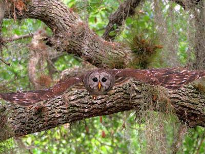 Победители ежегодного фотоконкурса Focus on Nature