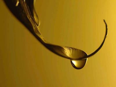 Победители ежегодного фотоконкурса Focus on Nature