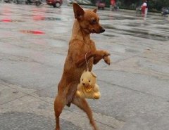 Собаки, которые ходят на двух лапах