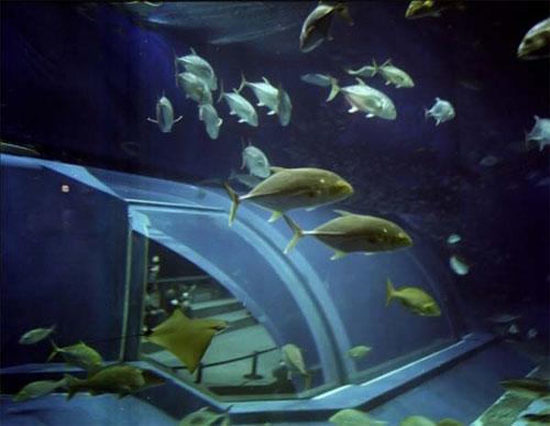 Гигантский аквариум в Окинаве потрясает воображение