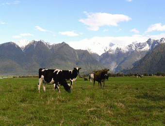 В Новой Зеландии предлагают делать топливо из коров