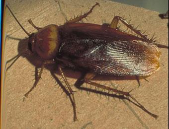 Ученый из США узнал, сколько может прожить таракан без головы