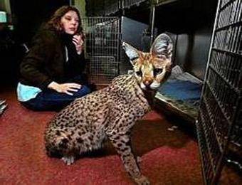 Неизвестный русский купил суперэксклюзивную кошку за 22000 долларов