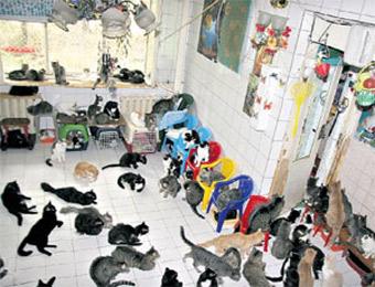 Жительница Новосибирска поселила у себя 135 кошек (ФОТО)