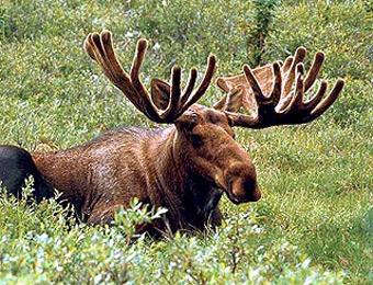 Лось спокойно ушел в лес после столкновения с автомобилем