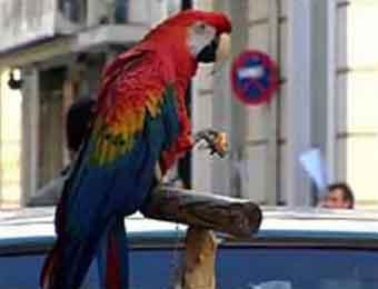 В Греции попугая оштрафовали за неправильную парковку
