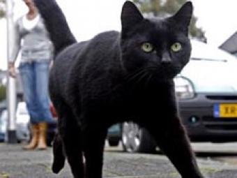 Голландского водителя оштрафовали за то, что он не задавил кота