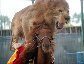 Китайцы заставили льва ездить на лошади (ФОТО)