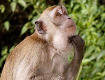 В Индии сыграли свадьбу двум обезьянам