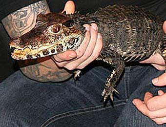 Защитник животных похитил крокодила из жалости