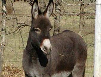 В Британии запретили толстым детям кататься на осликах